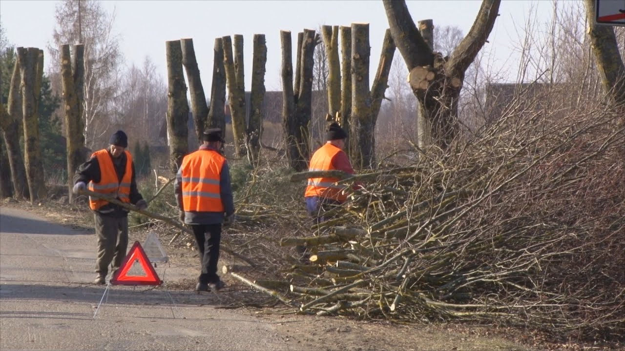 Ābeļu pagasta Brodu ciemā nogalotņoti koki; sertificēti arboristi uzsver, ka tā ir koku bojāšana