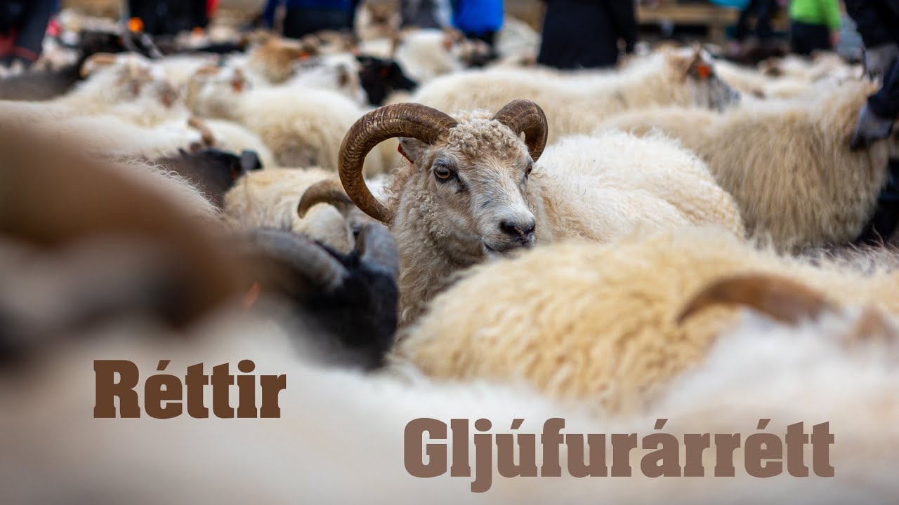 Icelandic Réttir - Annual Sheep Round-Up in Gljúfurárrétt