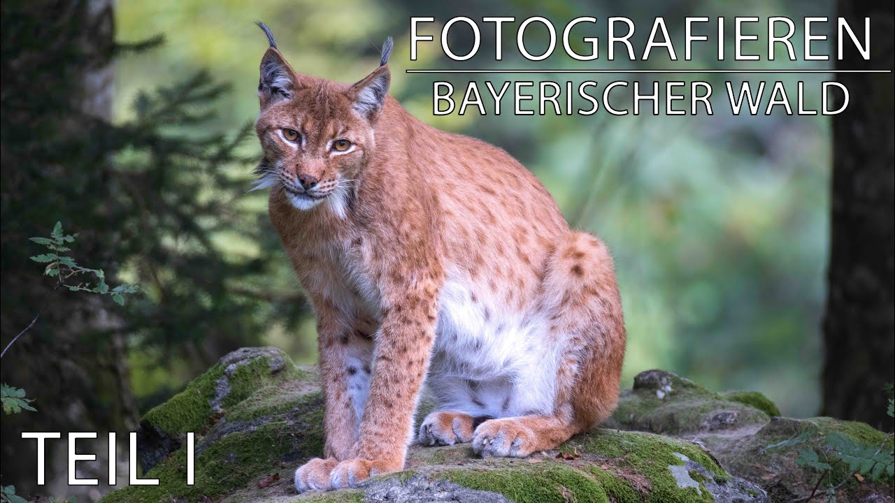 Fotografieren im Nationalpark Bayerischer Wald / Teil I