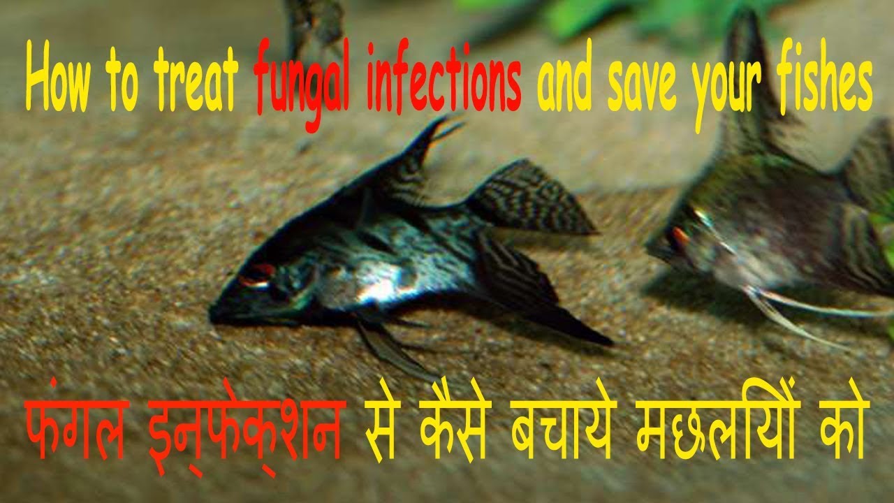 How to remove fungus from fish in hindi(Cotton wool disease in hindi)