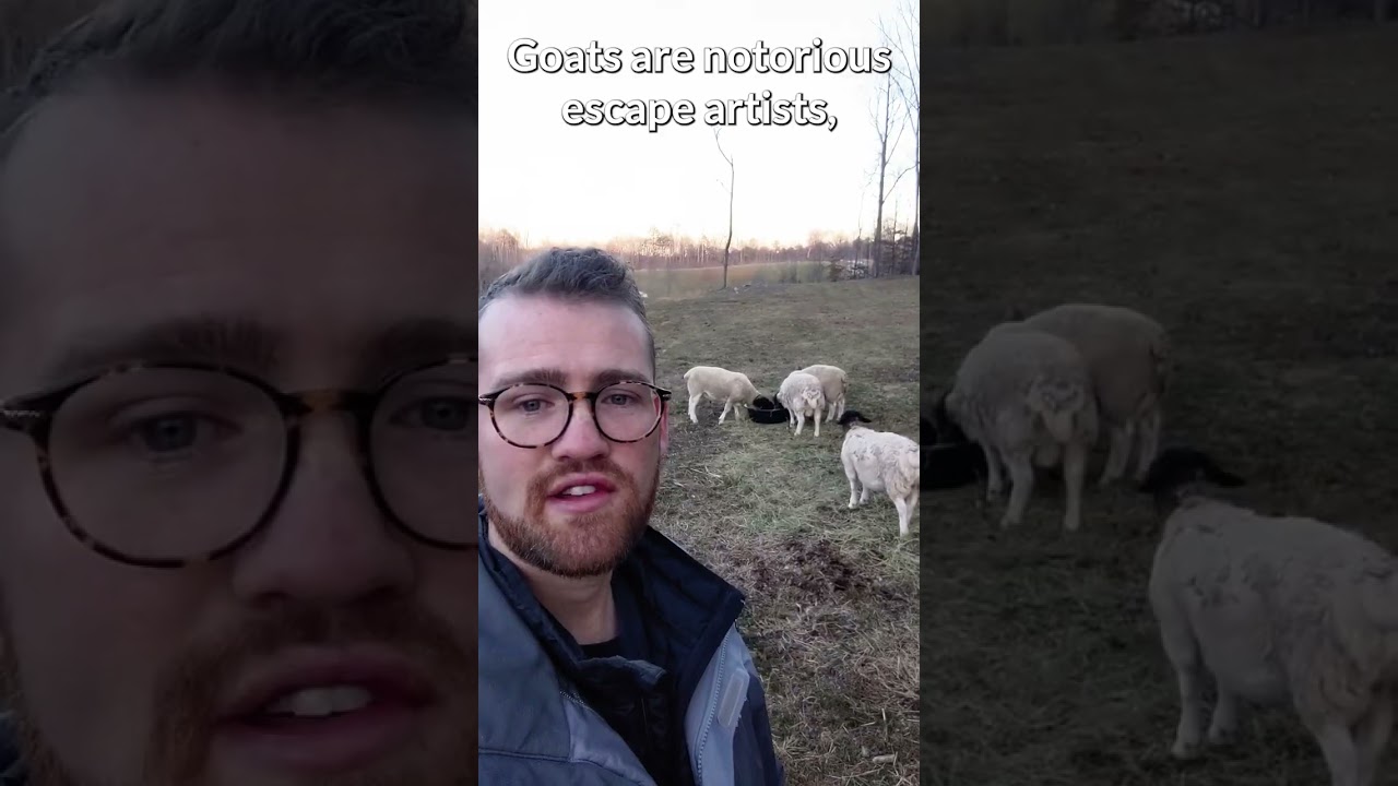 Why pick sheep as your first livestock?