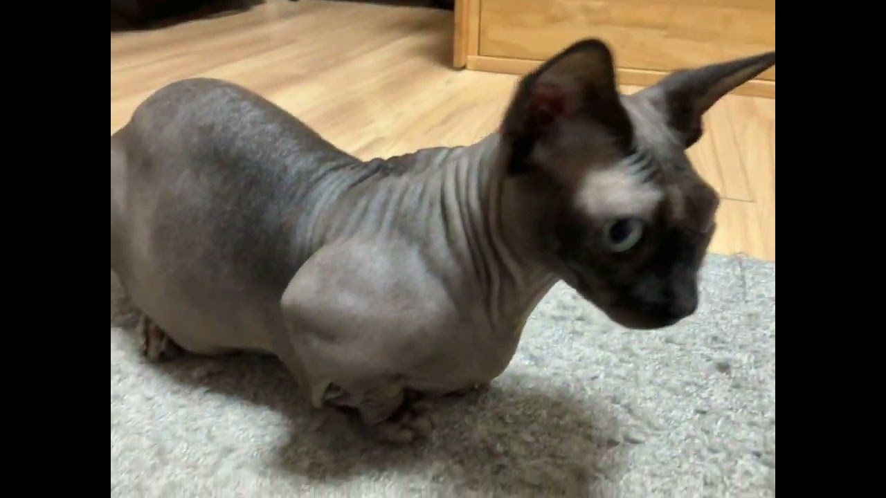 타뮤 아문이 일상(2023.06.12)