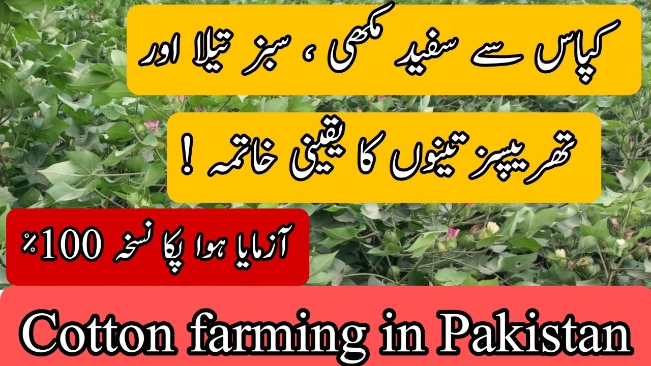 white fly, jassid and thrips best sapry for control that sucking insects on cotton Crop 2023 #cotton