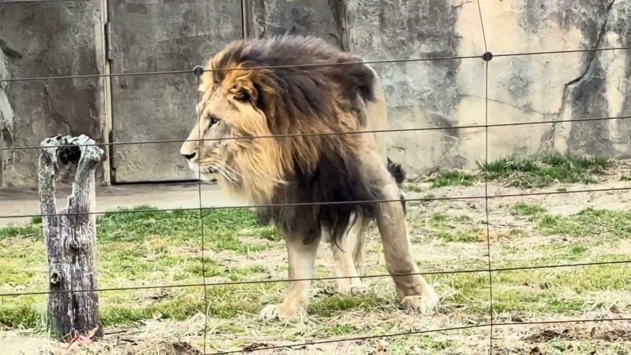 八木山動物公園   ライオン   サン  