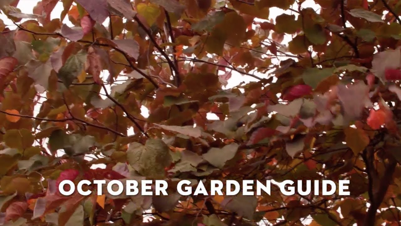 STIHL October Garden Guide with Jane Moore | October Gardening Jobs | STIHL GB