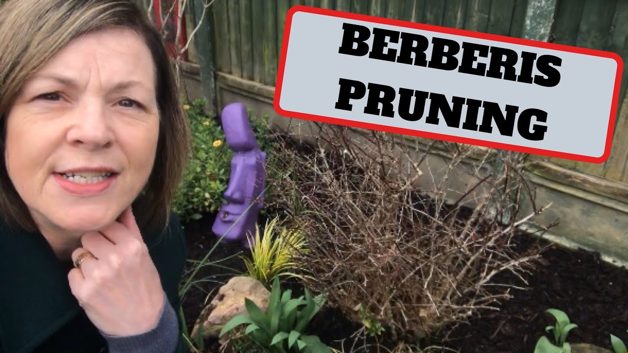Berberis Pruning