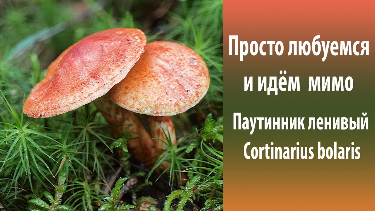 Просто любуемся и проходим мимо. Паутинник ленивый - Cortinarius bolaris