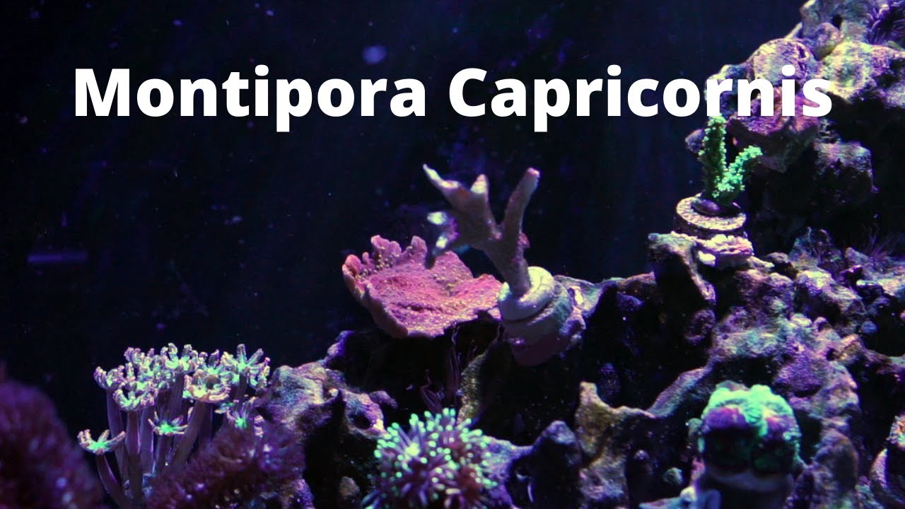 Montipora Capricornis - Explained