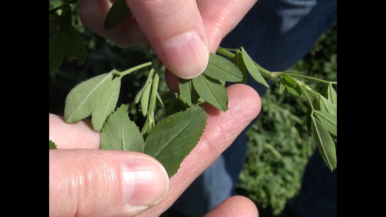 Sulfur Deficiency in Alfalfa