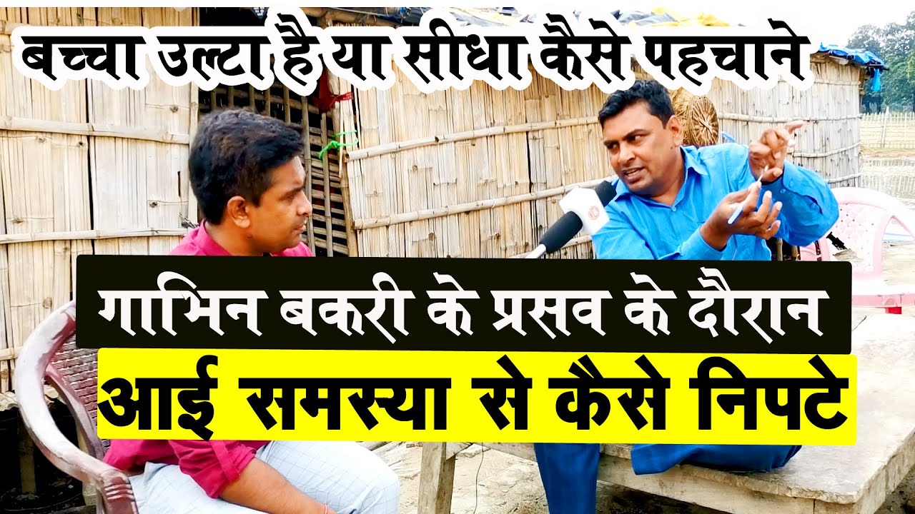 गाभिन बकरी के प्रसव के दौरान बच्चा उल्टा है या सीधा ? कसी भी समस्या को कैसे पहचाने  BAKRI PALAN TIPS