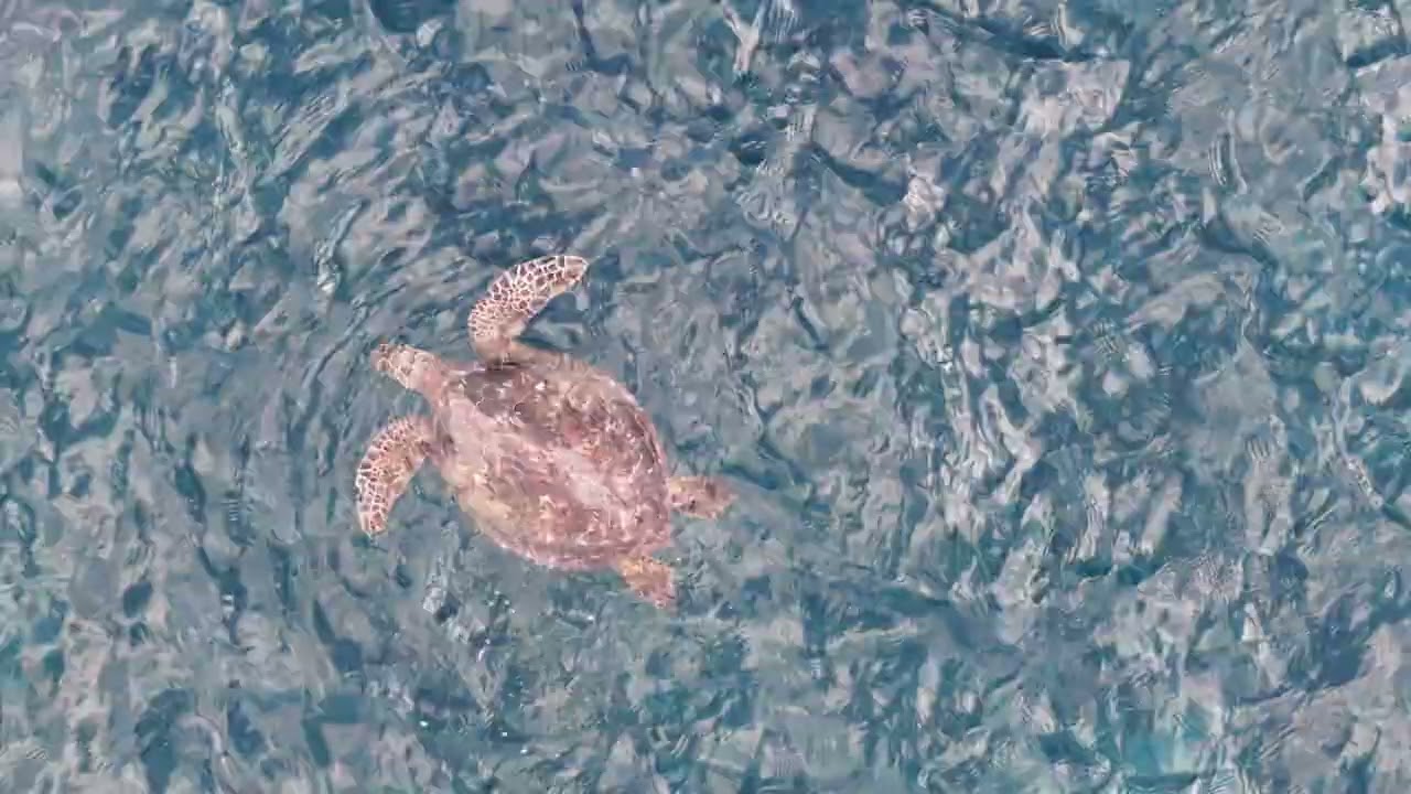 wip / 20260210 sea turtle