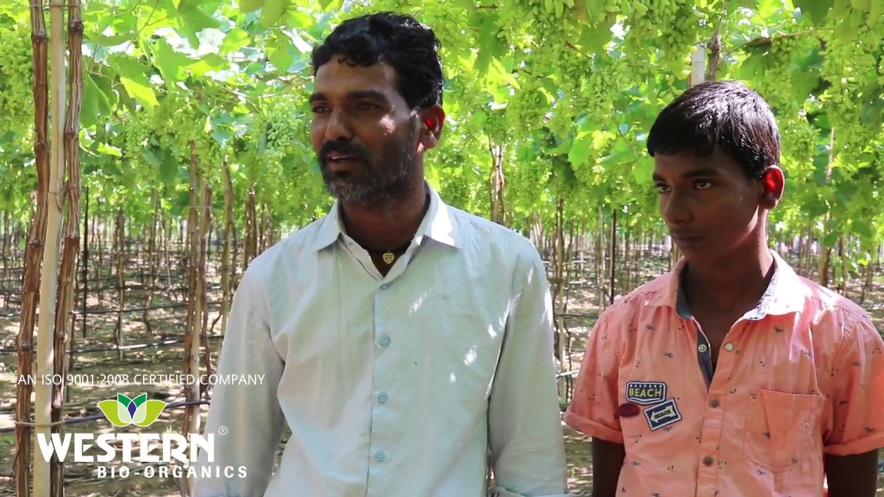 सांगलीच्या द्राक्ष शेतकऱ्याची यशोगाथा Success of Grape Farming in Sangli (Marval Super)