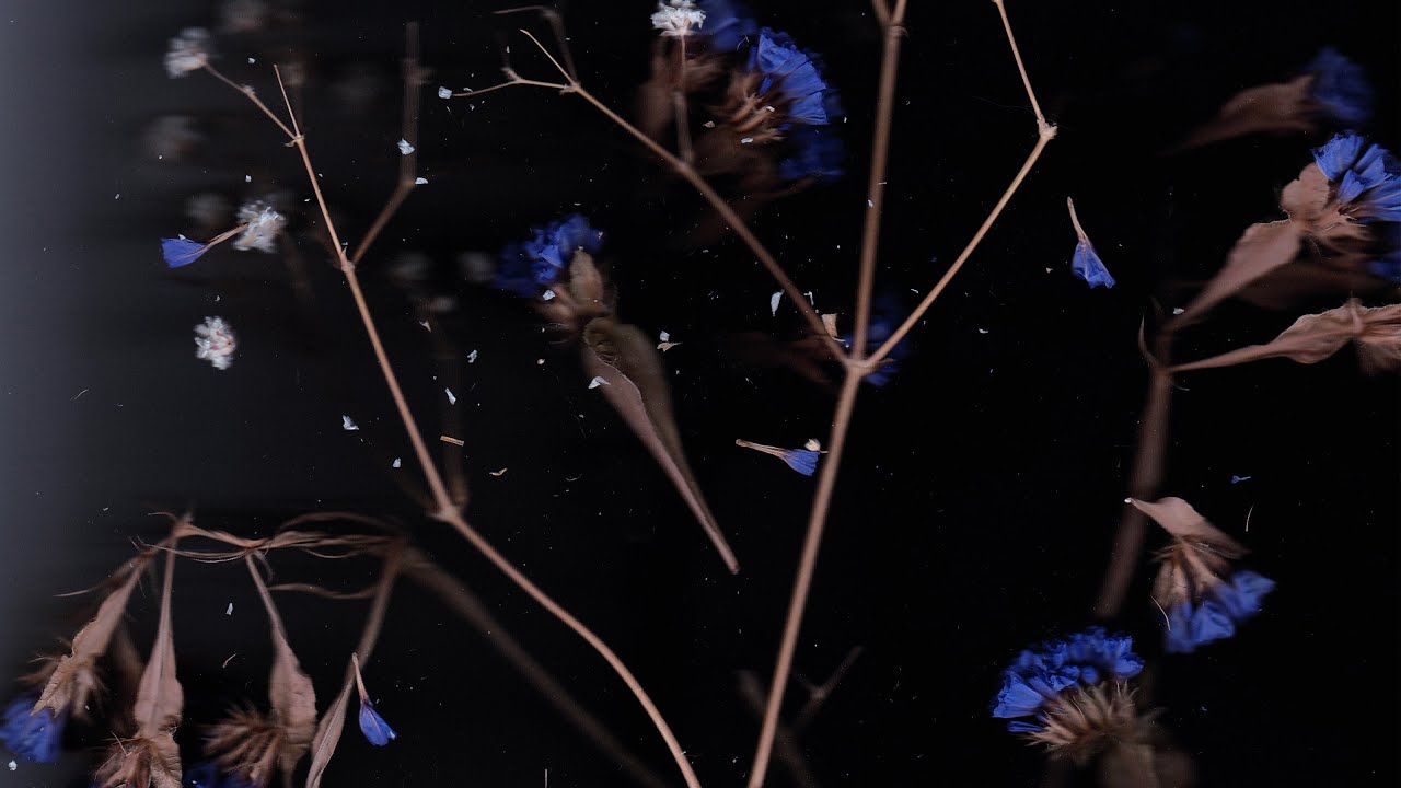 Lia Kuri & Thomas White - Stardust (Full EP Stream)
