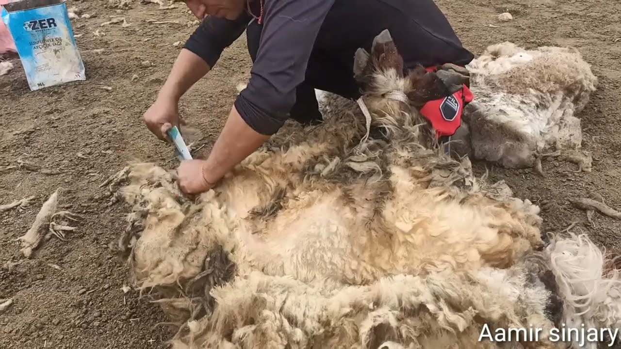 الأغنام/ قص الغنم _ طريقة قص الأغنام صوف الأغنام Sheep / sheep shearing _ method of sheep shearing