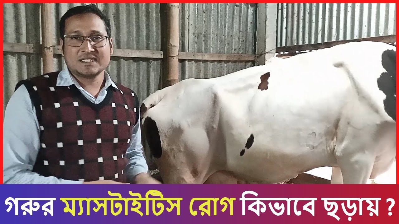 গরুর ম্যাসটাইটিস রোগ। ম্যাসটাইটিস  কিভাবে ছড়ায় এক বাট থেকে অন্য বাটে।গাভী পালন। দুধালো গাভীর যত্ন