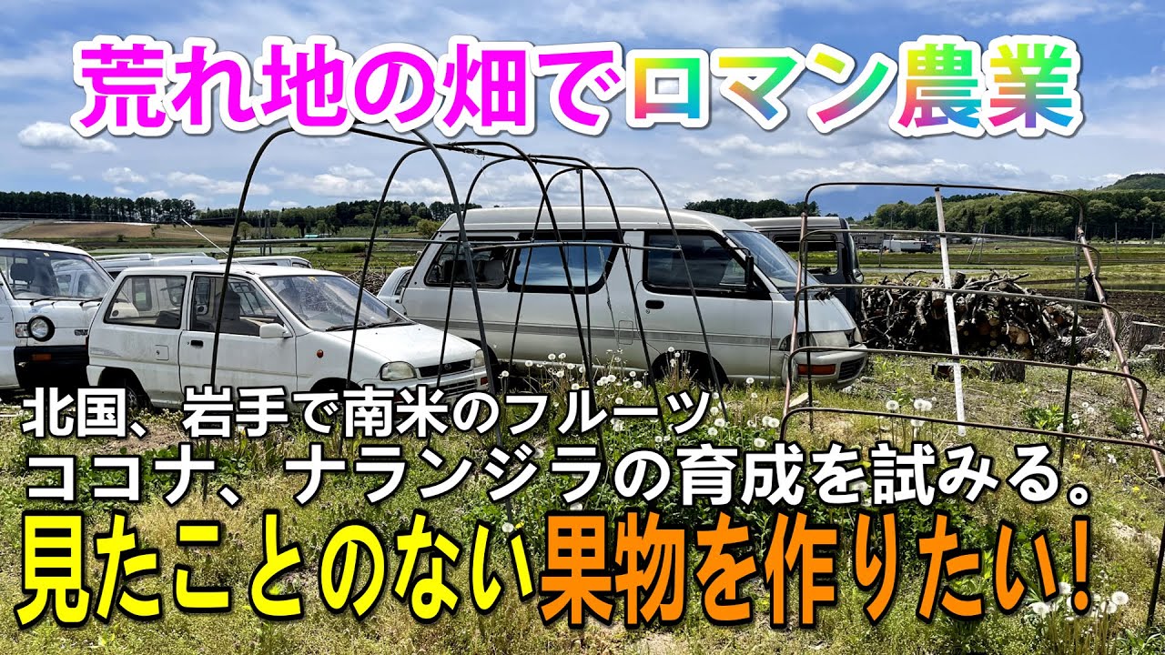 【ロマン農業】岩手で南米原産フルーツのココナとナランジラの育成を試みる！