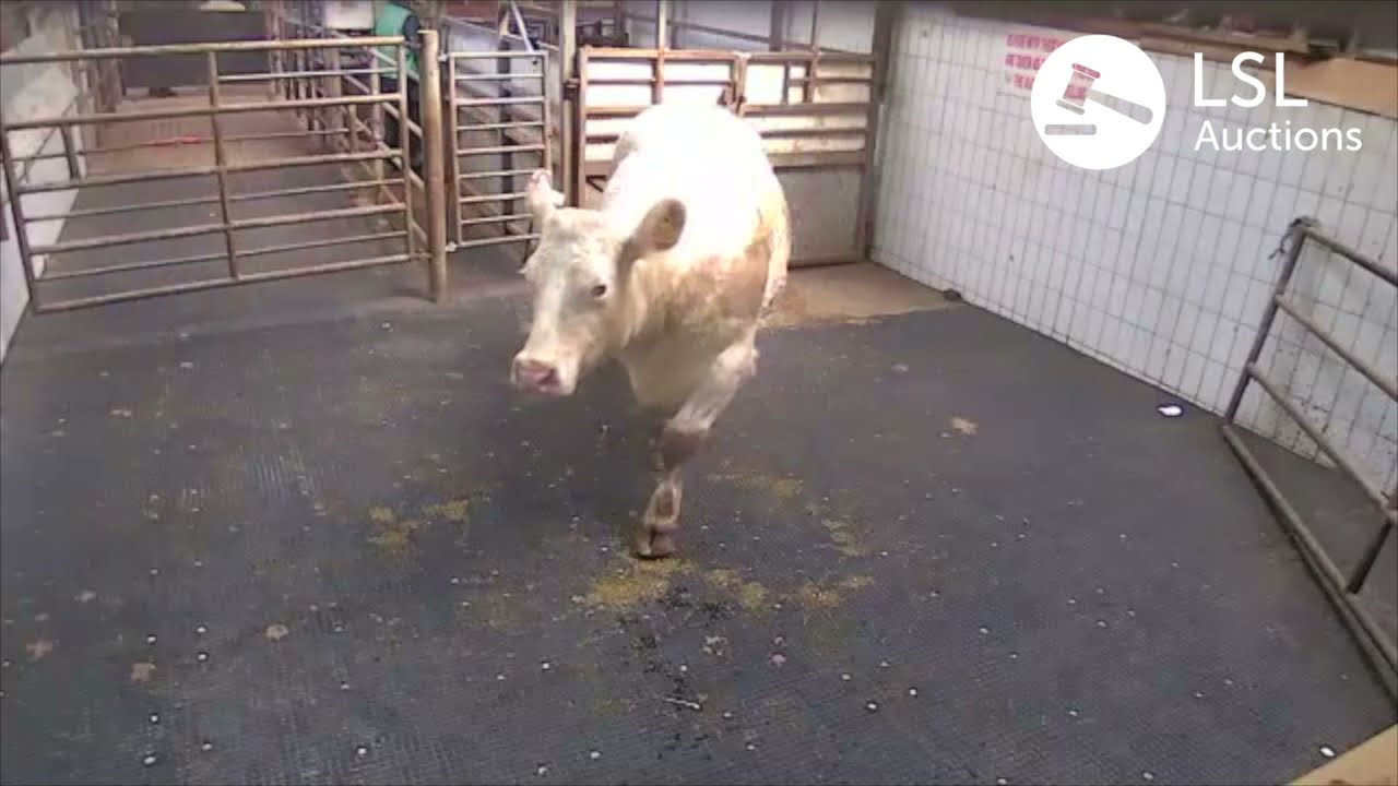 LSL Auctions - Serious Charolais cow being sold in Ennis Clare Co-Op Marts Lot 10C - LSLAuctions.com