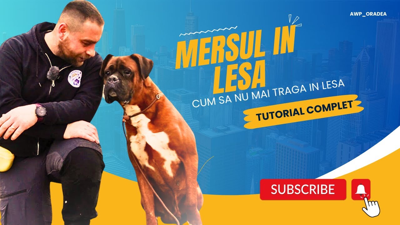 Cum inveti catelul sa mearga in  lesa la 