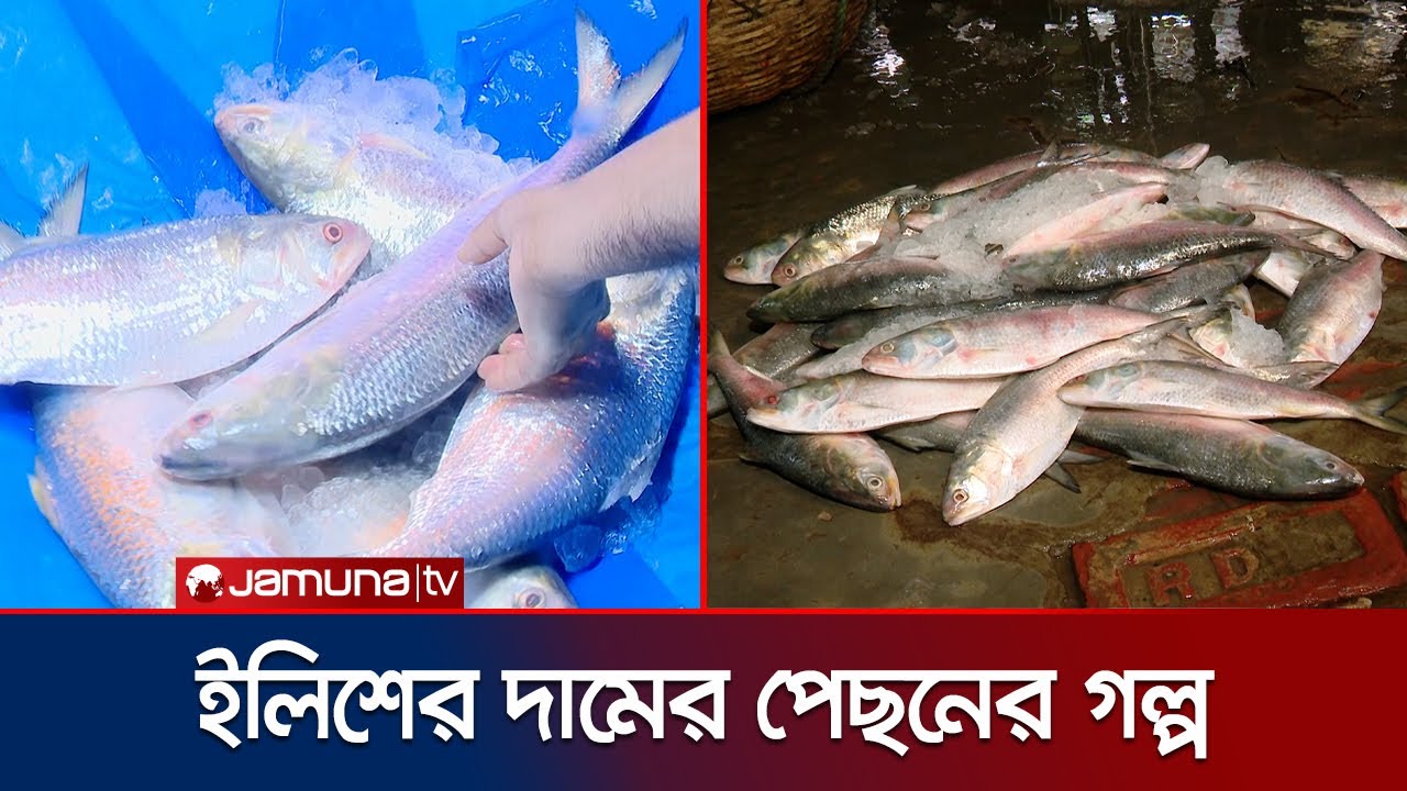 ইলিশের ডাক কীভাবে নির্ধারণ হয়? টাকা যাচ্ছে কার পকেটে? | Investigation 360 Degree | Ilish | Jamuna TV