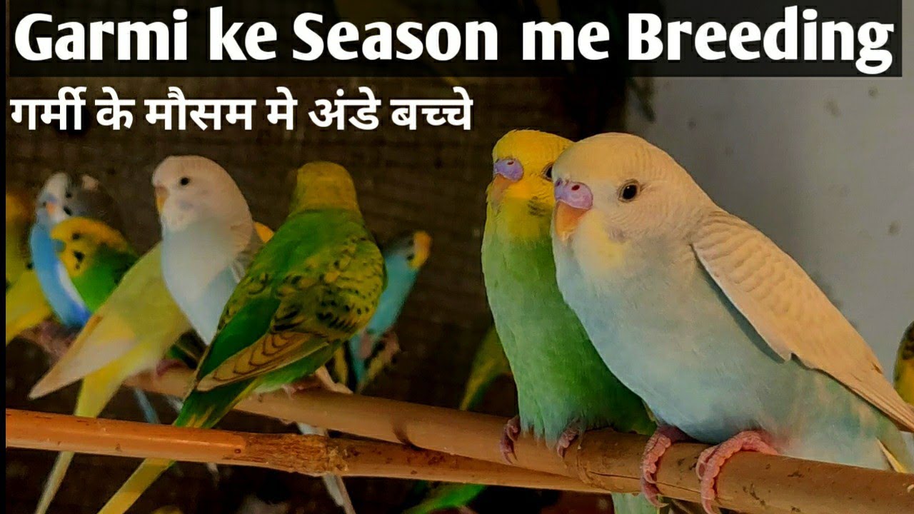Garmi ke dino me Budgies parrots se Breeding Information