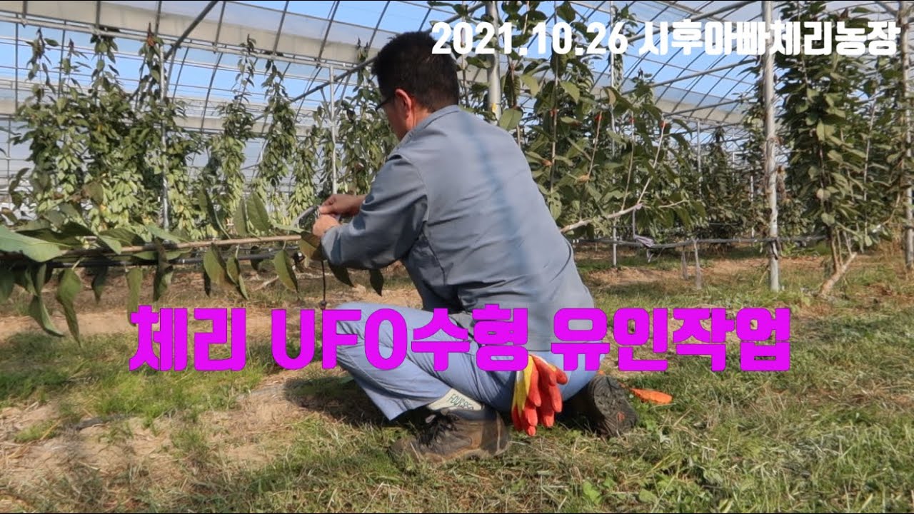 [체리수형] 체리UFO수형 유인작업 中