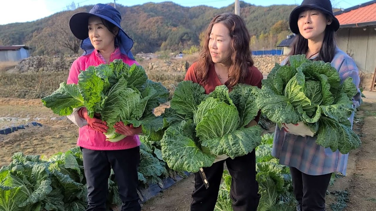 산골딸들 김장준비는 배추밭에서부터