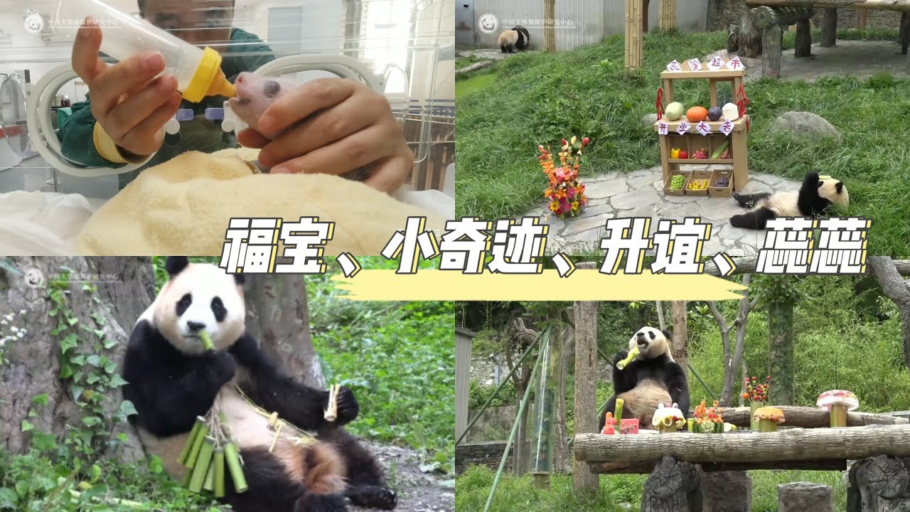 2024.7.19熊貓集體過生日啦，福寶、升誼、小奇蹟等，升誼的恐龍蛋糕好搞笑（直播錄屏）