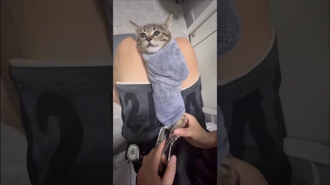 Funny cats 🐱 #shorts
