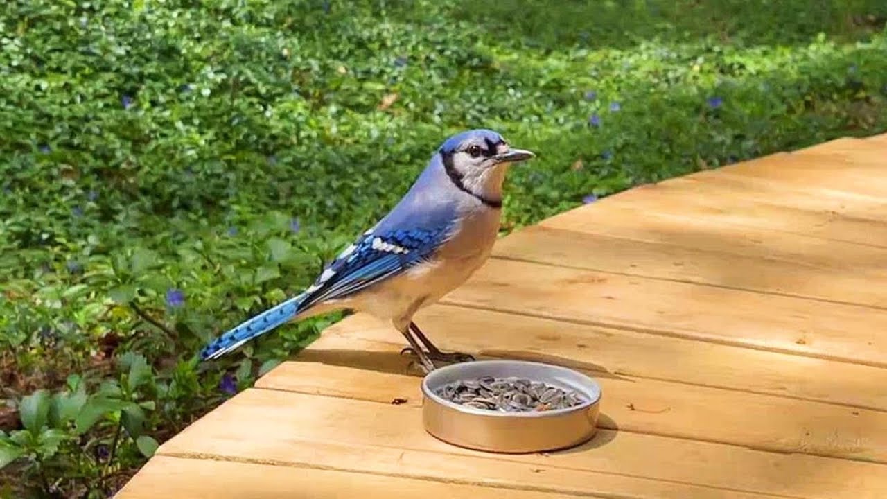 블루제이는 작년에 내가 먹이 준 걸 기억할까? Does The Blue Jay Remember That I Fed Her Last Year?