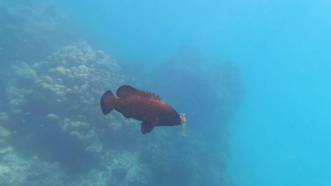 Underwater (snorkel) fishing in the Maldives