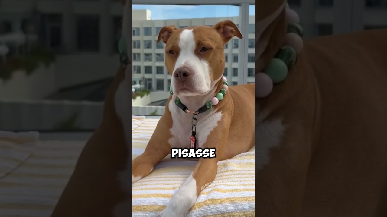 coisas que ferem os sentimentos do seu cachorro #c&atilde;es #maedepet #cachorros #cachorro