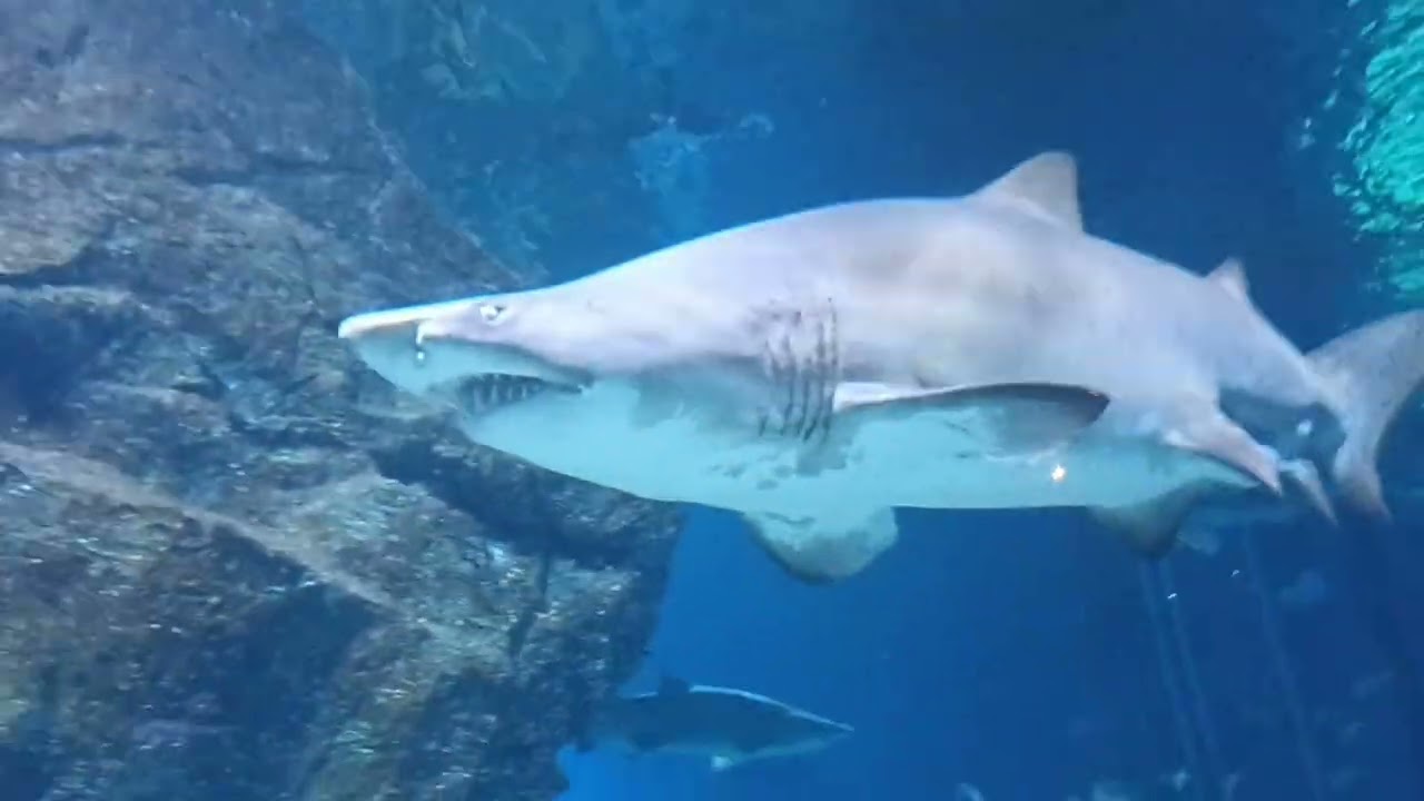 Thai Aquarium