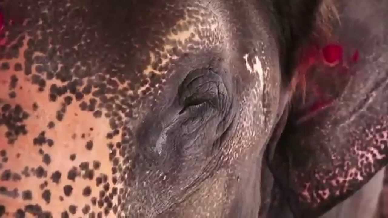 The Cycle of Human Elephant Conflict