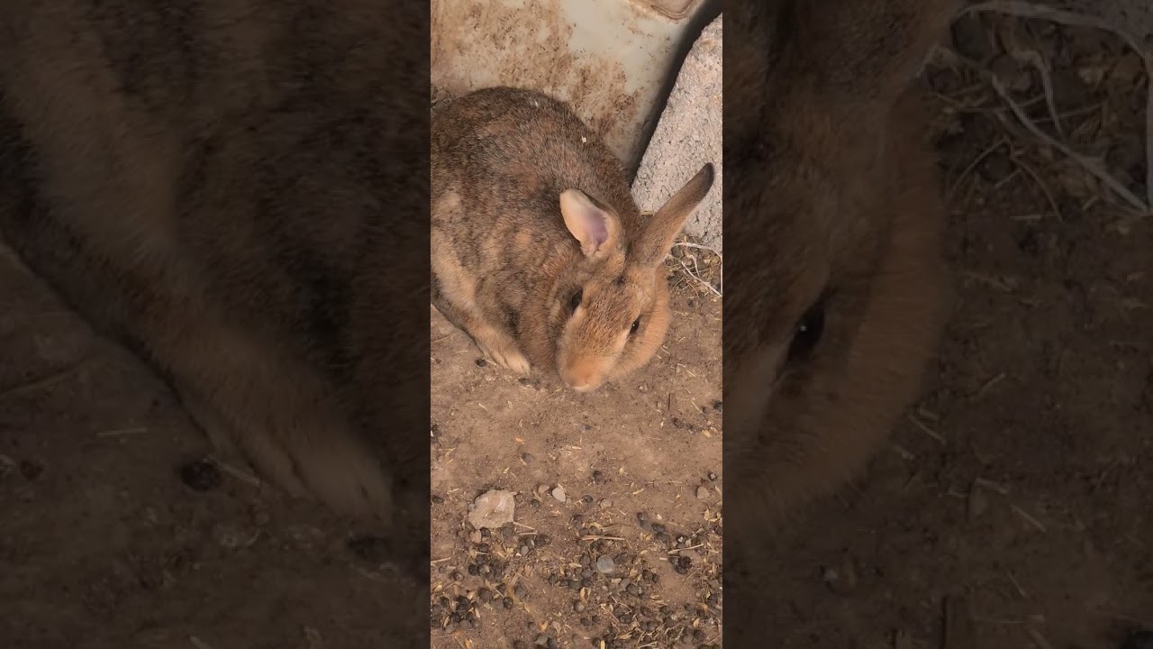 Purebred Rabbits | Amazing Pedigree Rabbits Collection | Rabbit Farming & Breeding Guide 🐇