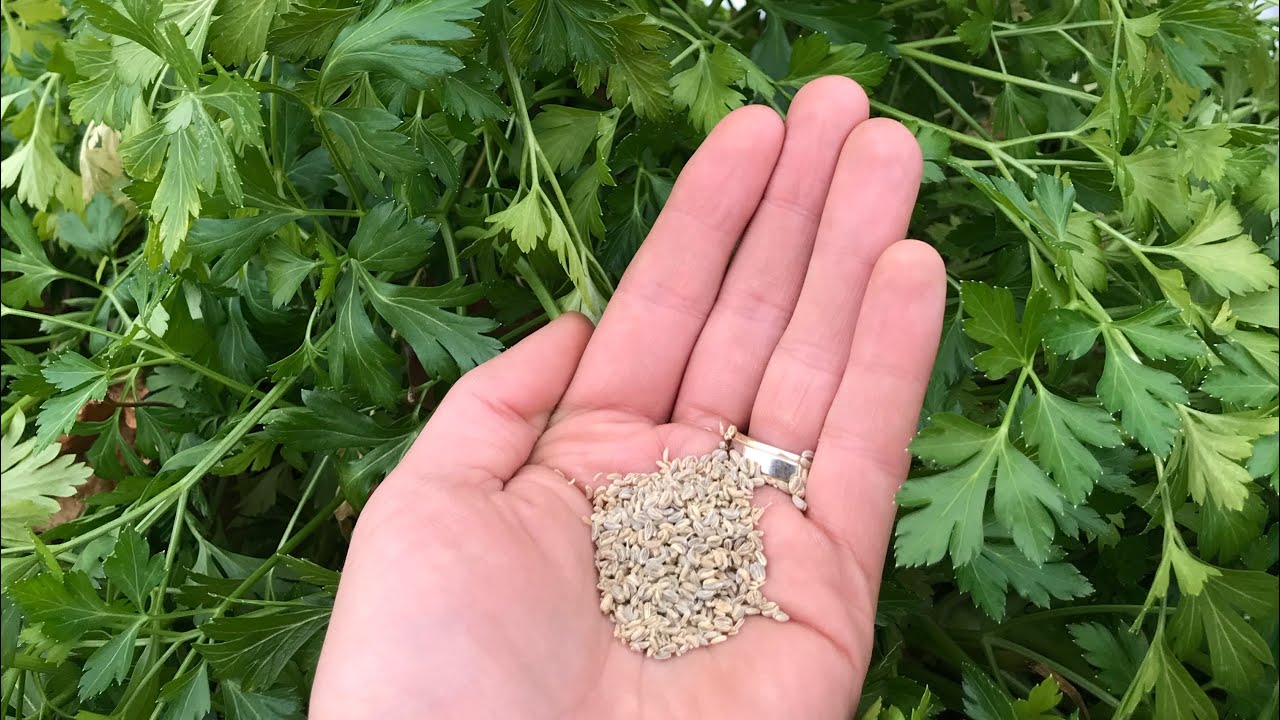 How to Save Parsley Seed - A Seed Saving Guide