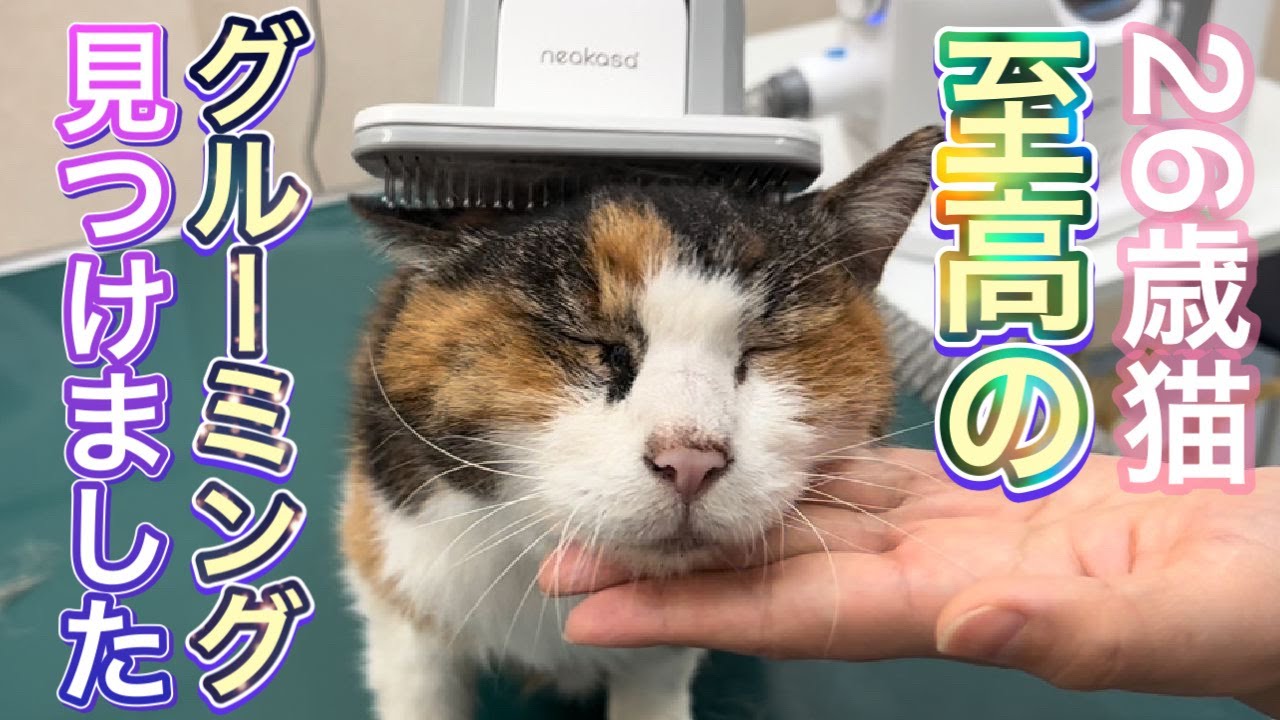 26歳猫のナナさん…最高のグルーミングにとろけました【Neakasa P2 Pro】ペットグルーミングセット