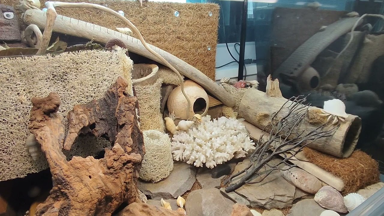 群蟹出洞 紫陸寄居蟹 寄居蟹生態缸