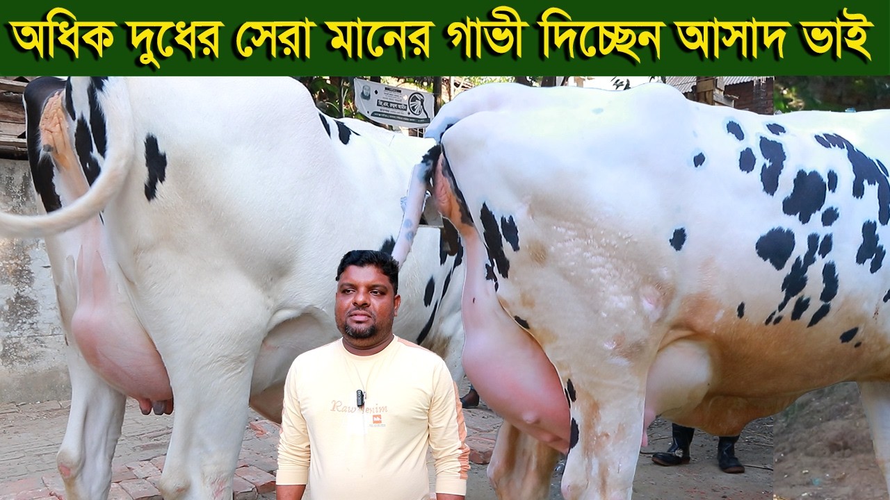 অধিক দুধের সেরা মানের গাভী দিচ্ছেন আসাদ ভাই dairy farm