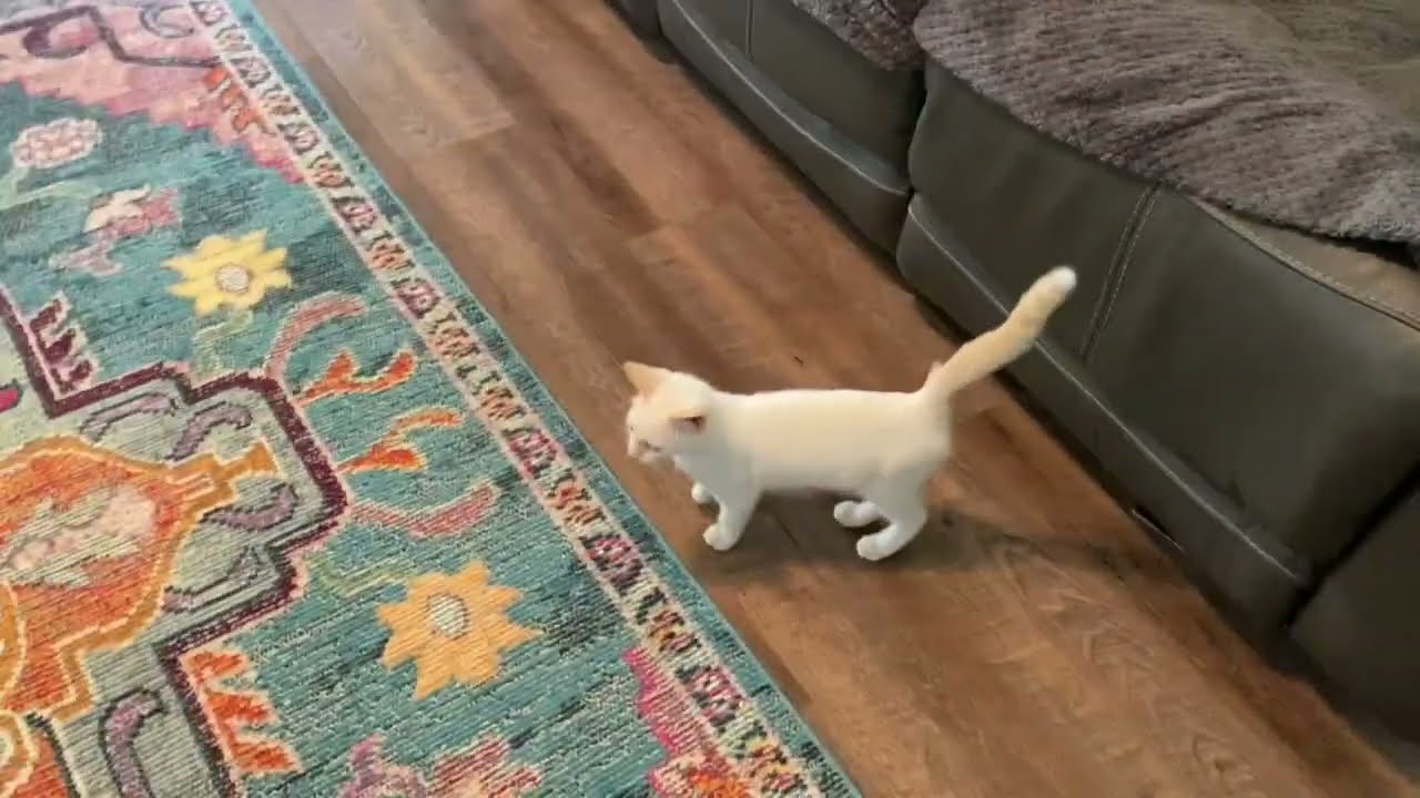 Foster Kitten Exploring Our House By Herself