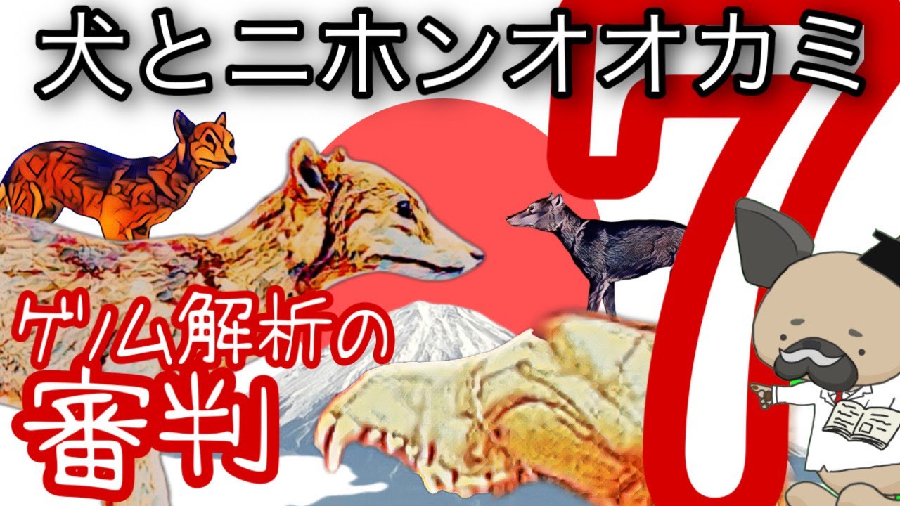 犬とニホンオオカミ７〜2022ゲノム解析速報〜ヤマイヌの正体が判明！