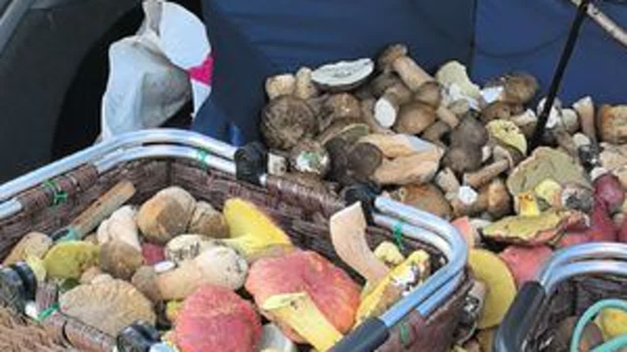 发现一个没人来过的山头，被满山的蘑菇惊呆了，采不完根本采不完