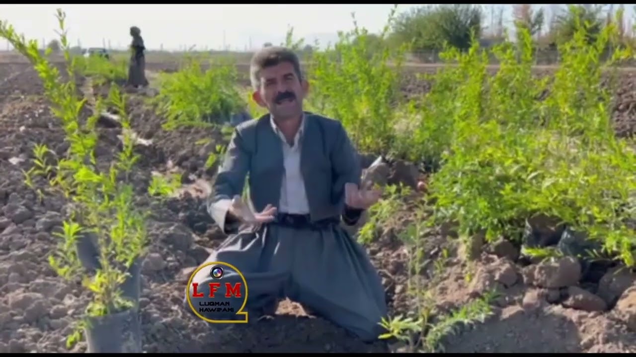 چاندنی نەمامی هەنار لەوەرزی پایزدا.