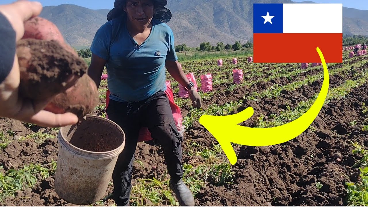 ✅COMO cosechar PAPA en CHILE 🥔COMO es la COSECHA DE PAPA EN CHILE/COSECHAR PAPAS EN CHILE #chile