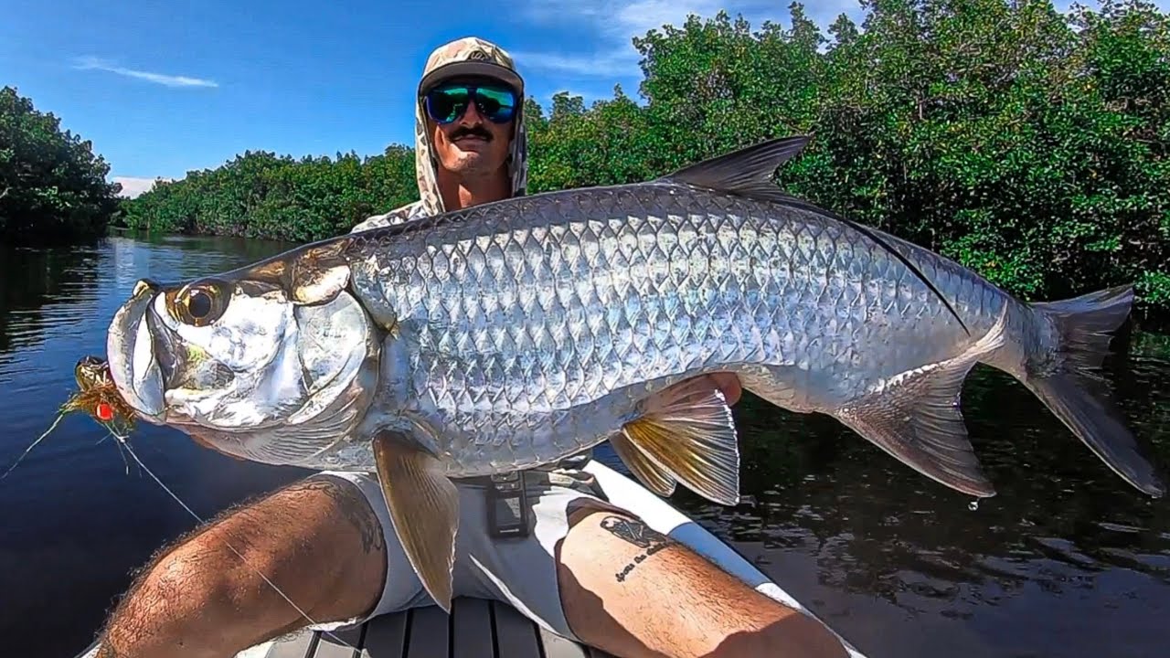 Exploring mangrove creeks for Tarpon on artifical
