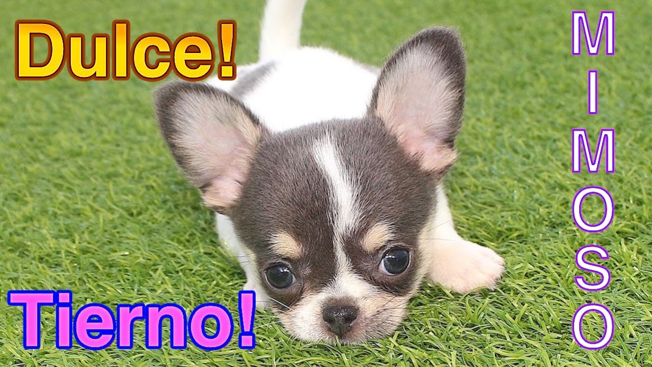 Perrito chihuahua, tierno, mimoso, cari&ntilde;oso. Este cachorrito es dulce como el caramelo.