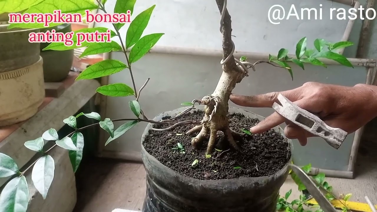 Merapikan dan melengkapi kekurangan bahan bonsai anting putri