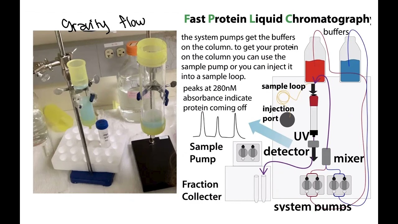 Recombinant protein expression and purification overview (quick version)