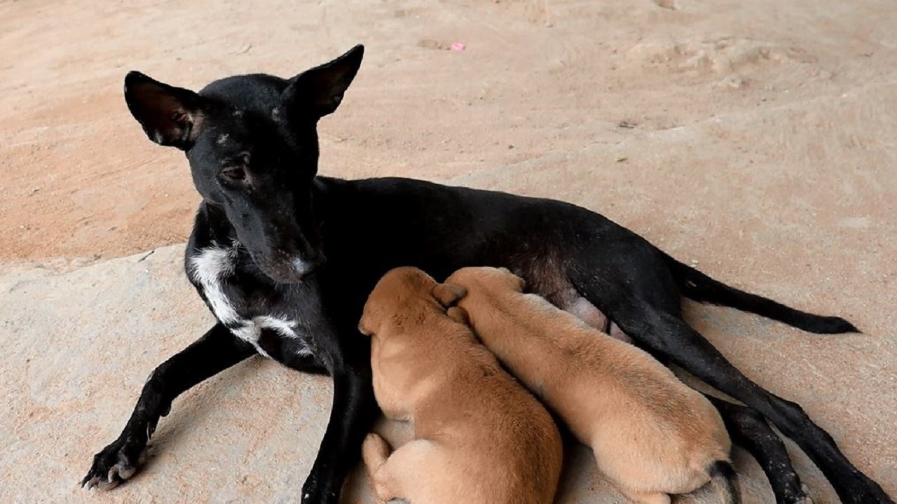 Black mother dog breastfeeding her golden puppies