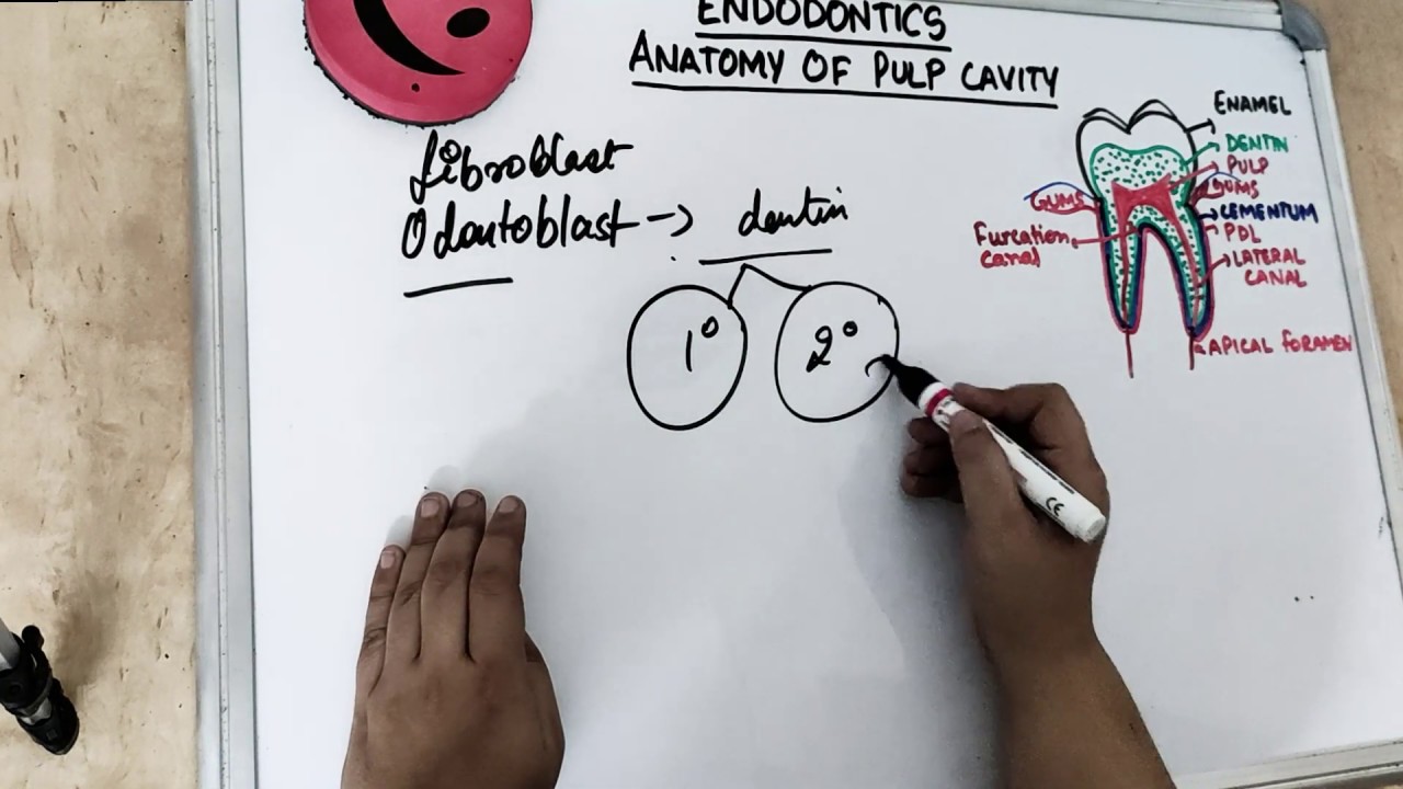 anatomy of pulp cavity (part 1)