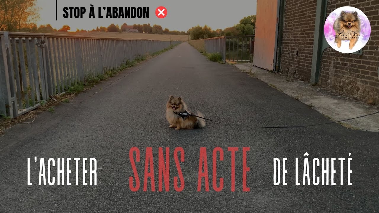 🐶 STOP aux abandons de chiens 🐾 : ✦ 100% 